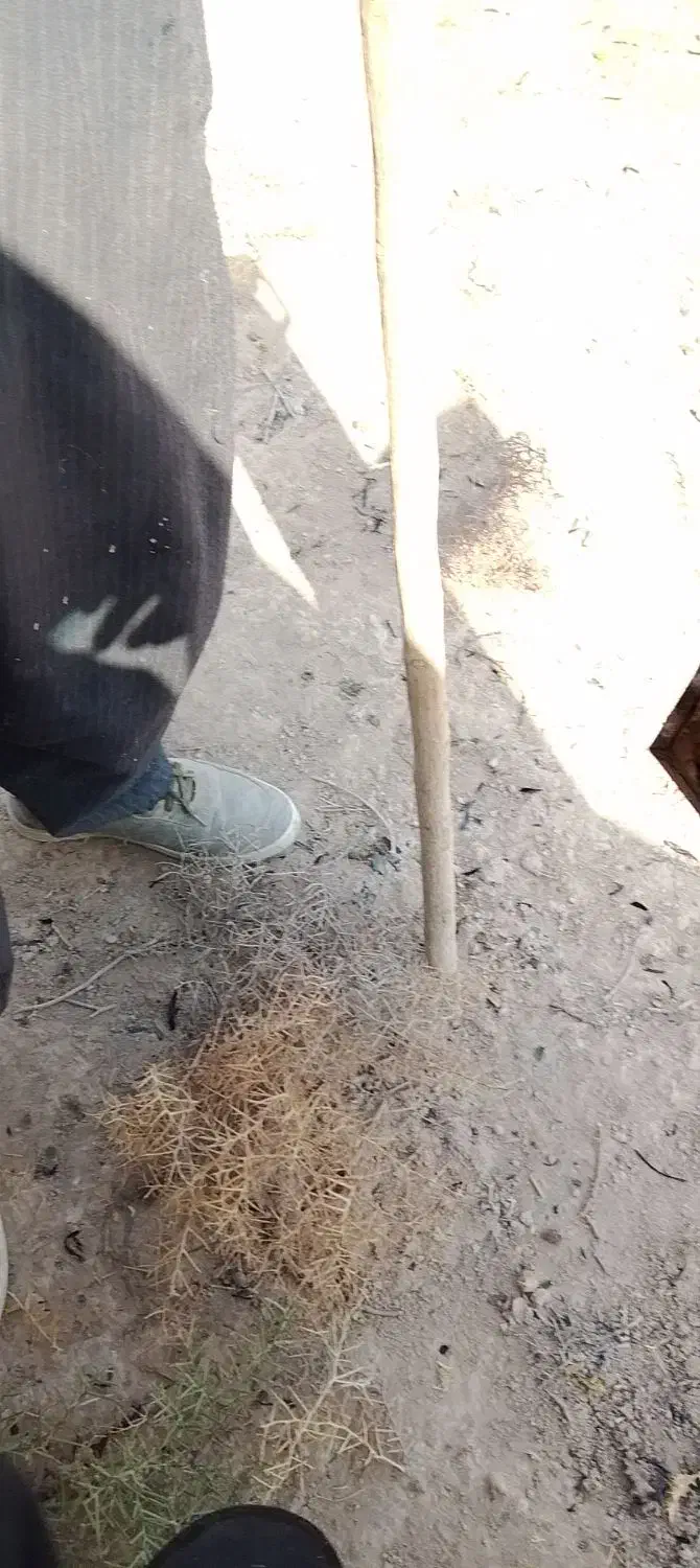 حفاری تخریب|خدمات پیشه و مهارت|شوشتر, |دیوار