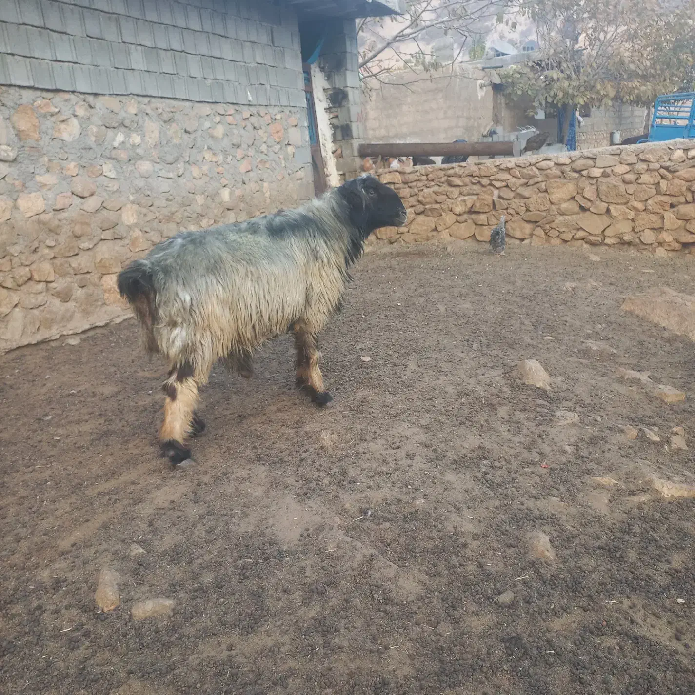 قوچ|حیوانات مزرعه|دهدشت, |دیوار