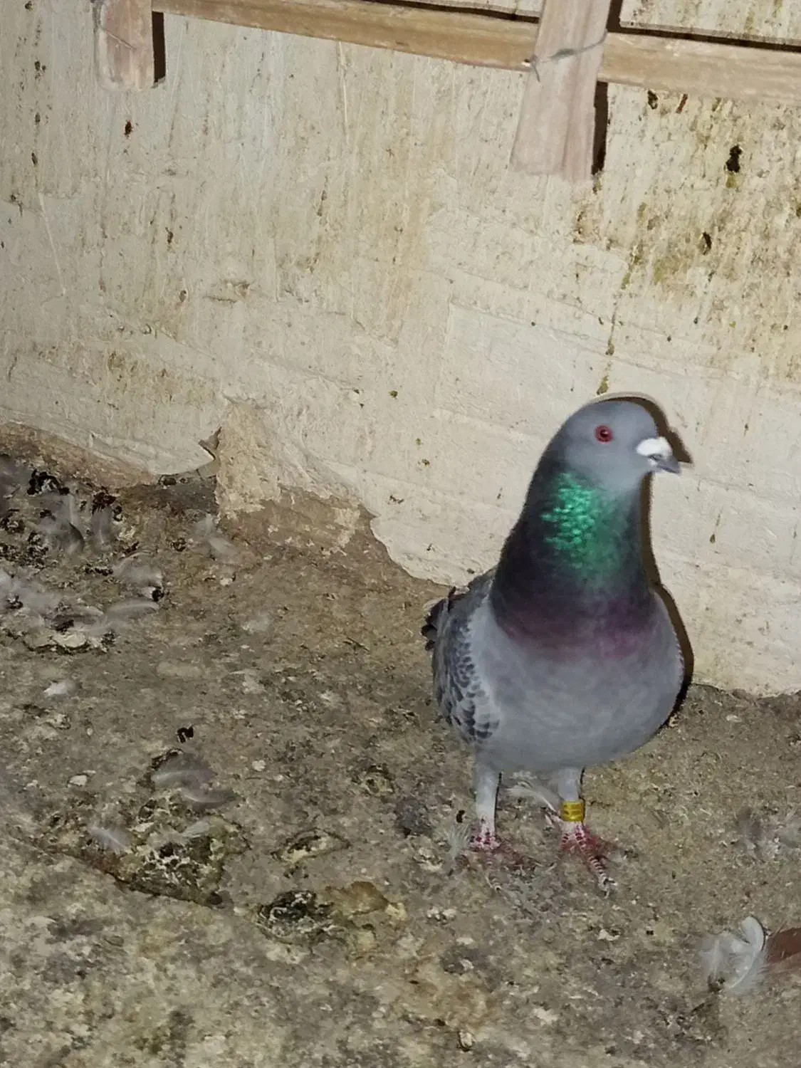 پلاکی نر|پرنده|بم, |دیوار