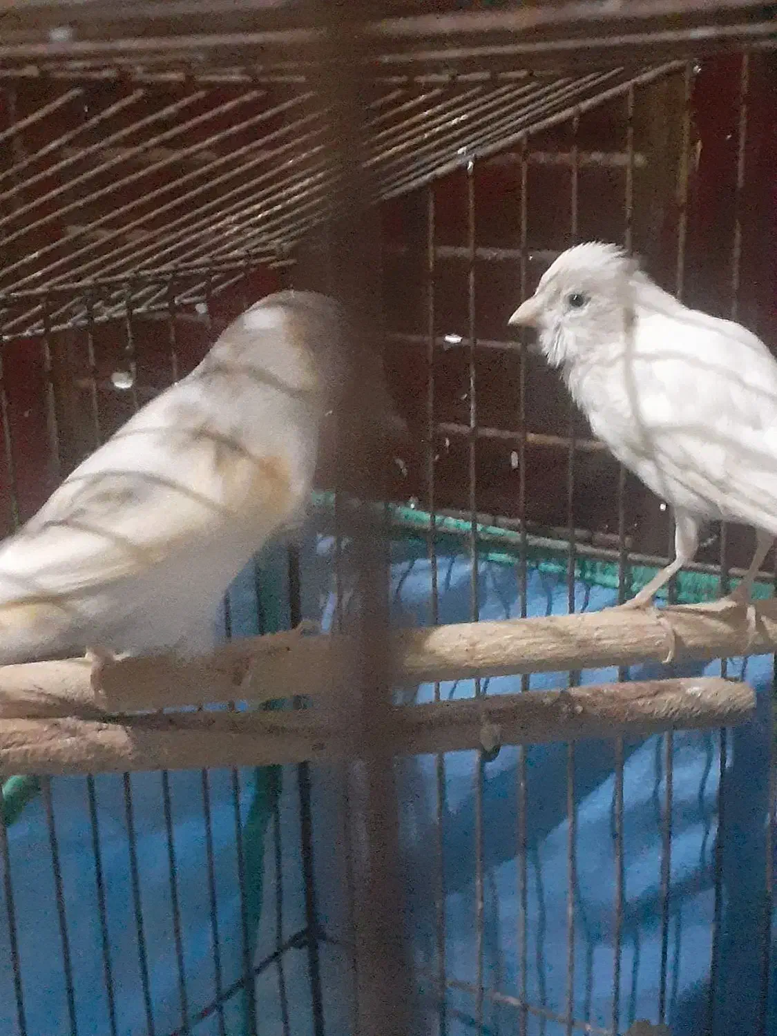 جفت قناری|پرنده|بندرعباس, |دیوار