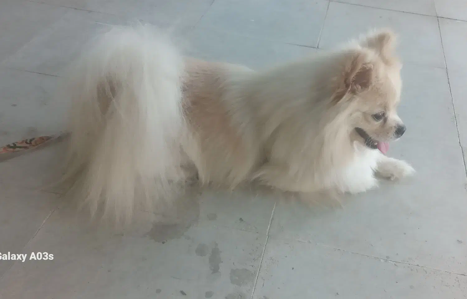 سگ پامر|سگ|جهرم, |دیوار