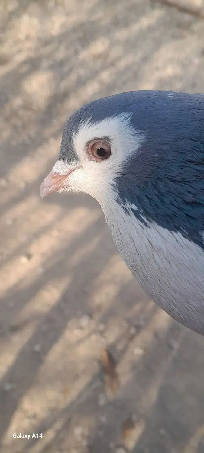 کبوتر بدرنگ|پرنده|پیر بکران, |دیوار