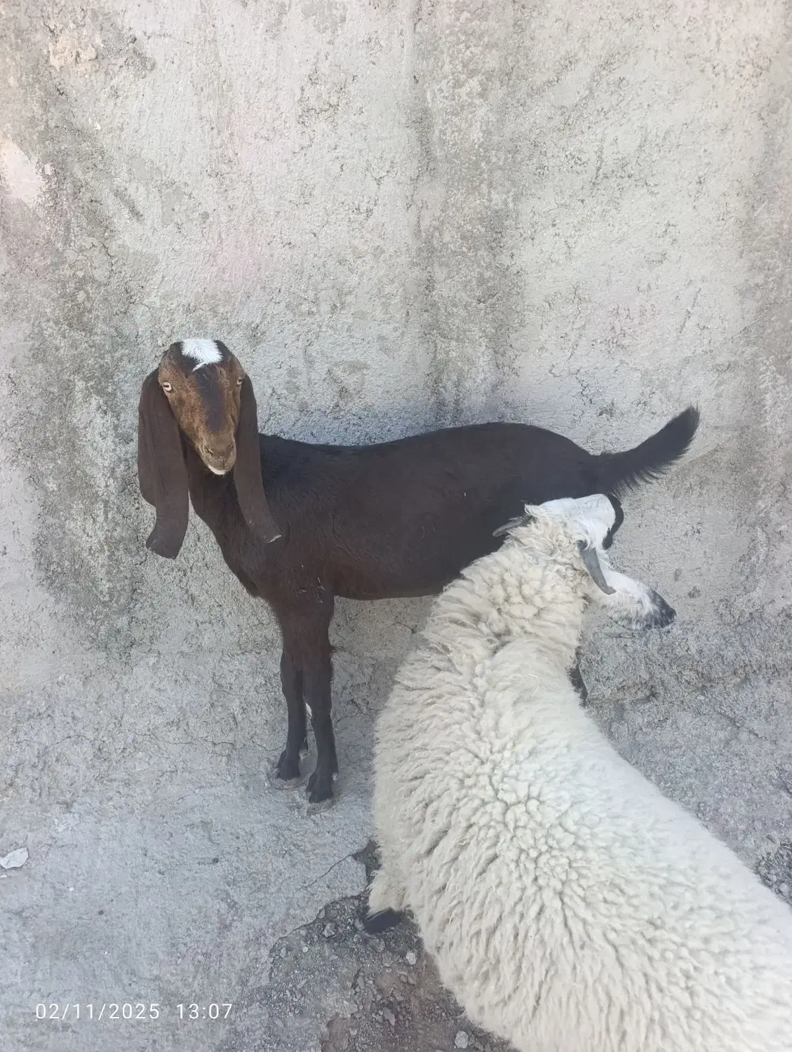 بزگتاچ پنجاب|حیوانات مزرعه|سراوان, |دیوار