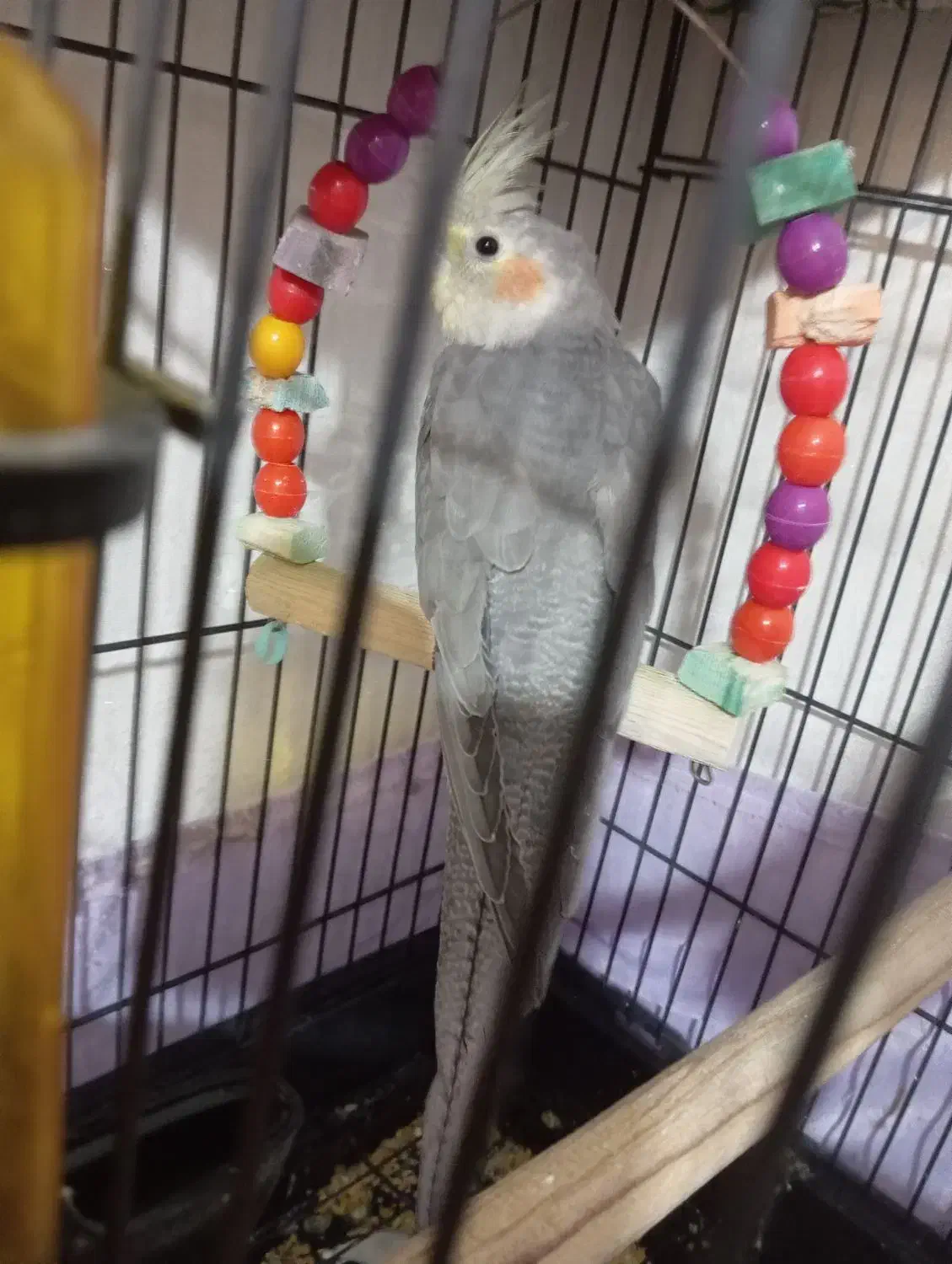 عروس هلندی نر وماده|پرنده|قدس, شهر‌قدس|دیوار