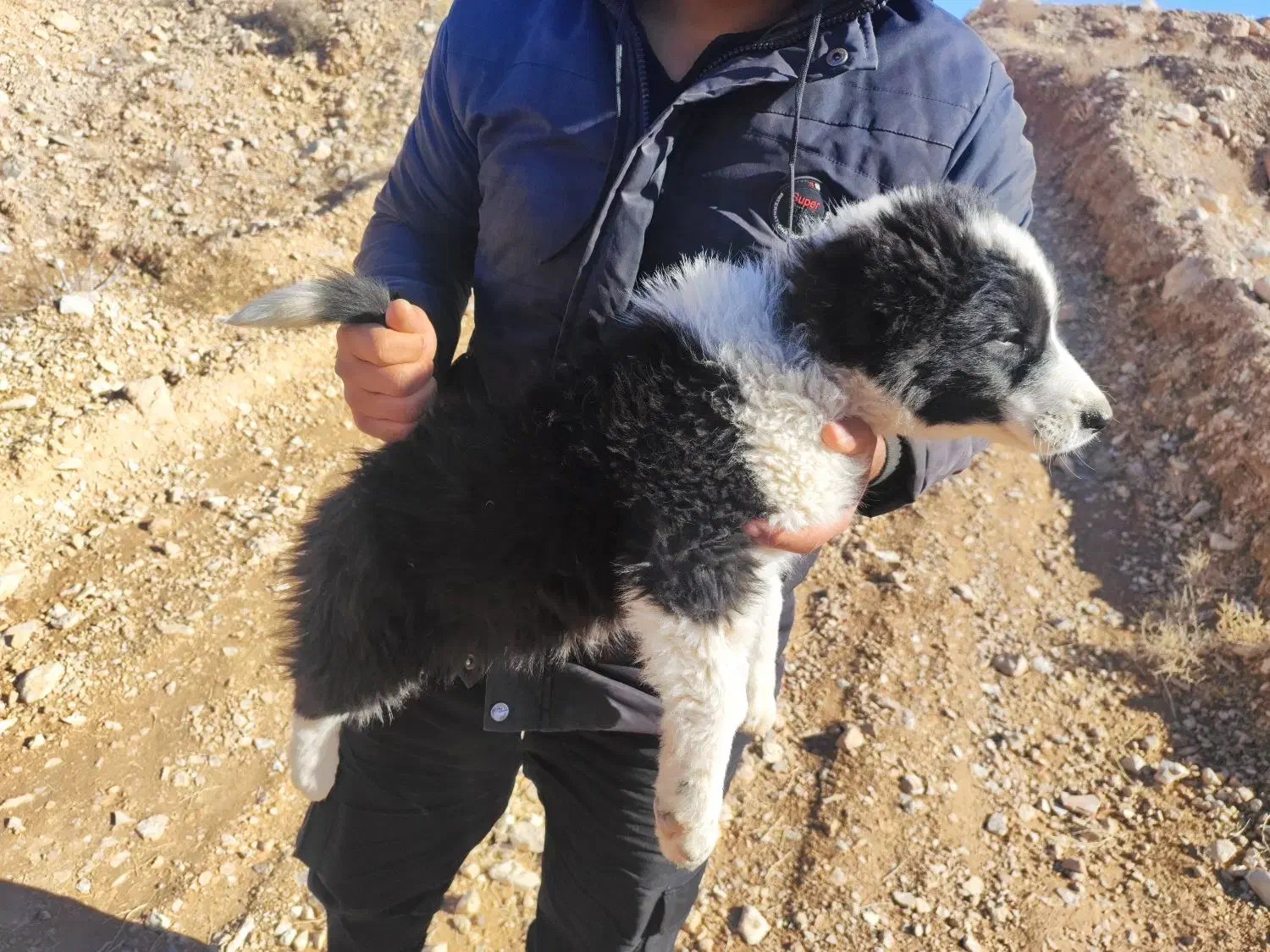 سگ قدرجونی سگ|سگ|رونیز, |دیوار