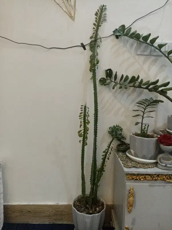 گل زامفولیا و کاکتوس|گل و گیاه طبیعی|تایباد, |دیوار