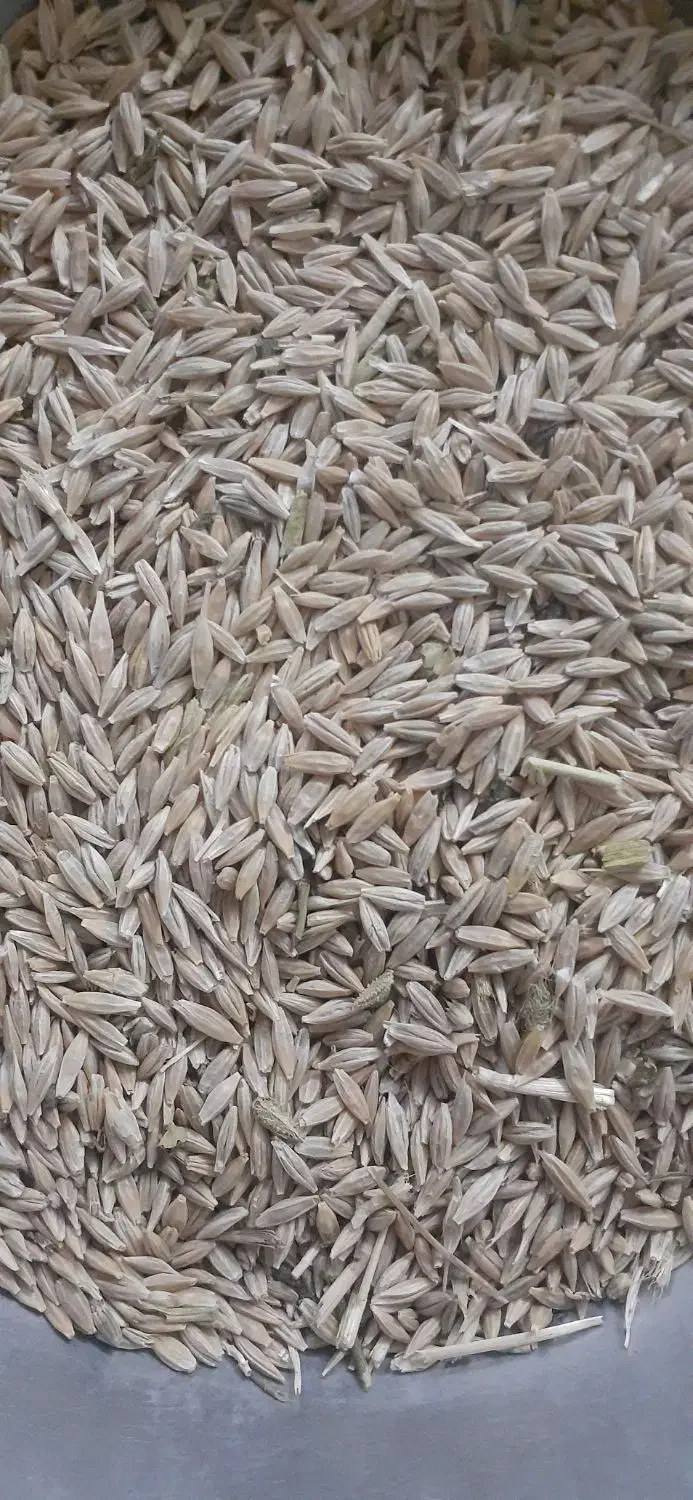 جو بذری سرارود|گل و گیاه طبیعی|ماهیدشت, |دیوار