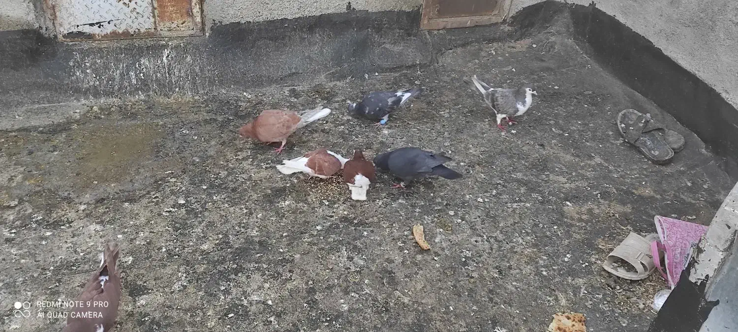 کبوتر|پرنده|سیدآباد, |دیوار