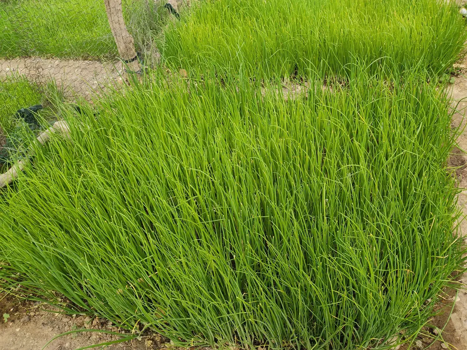 تیم پیاز|گل و گیاه طبیعی|چاروسا, |دیوار