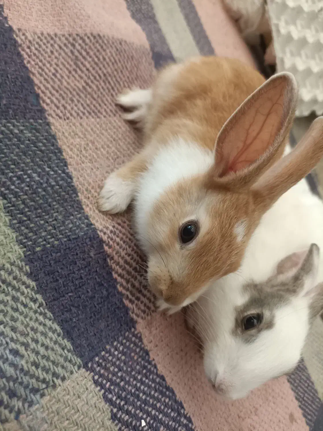 خرگوش|موش و خرگوش|ایوان, |دیوار