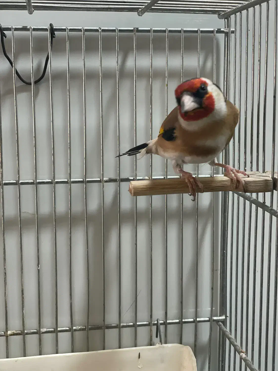 سهره نر عالی|پرنده|تهران, بازار|دیوار