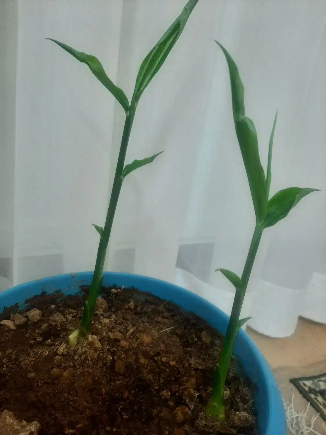 نشاء زنجبیل|گل و گیاه طبیعی|ابهر, |دیوار