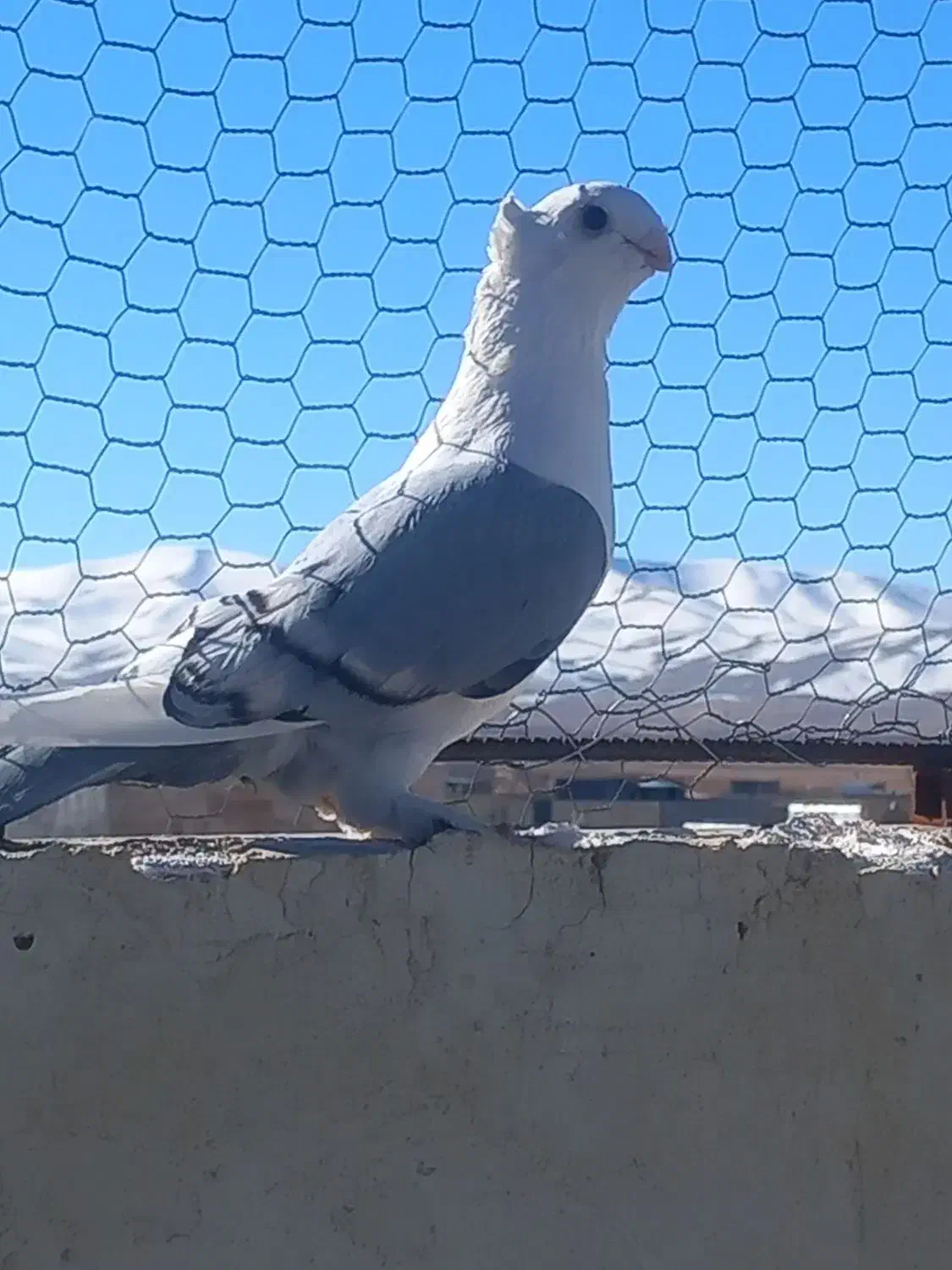 ساتن .شامی .نقش|پرنده|فرخ‌شهر, |دیوار