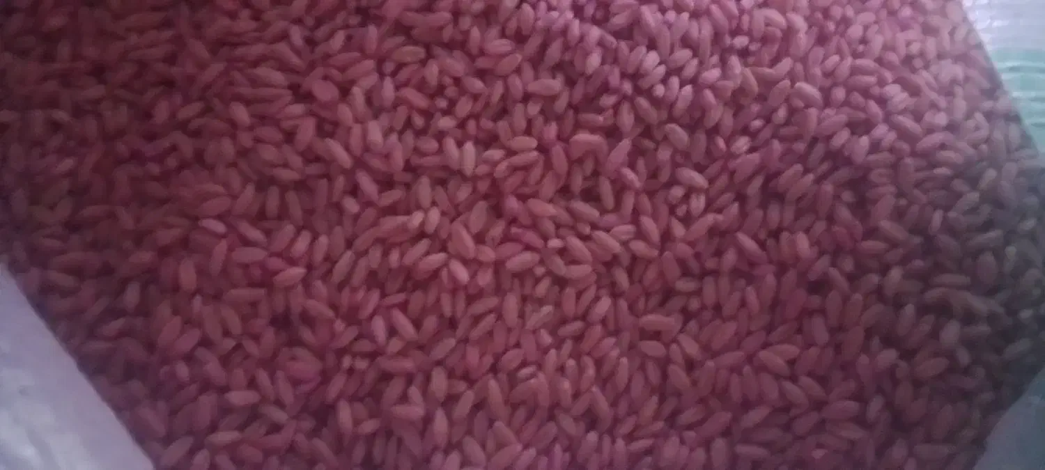 بذرگندم دیمی واران|خدمات باغبانی و درختکاری|سجاس رود, |دیوار