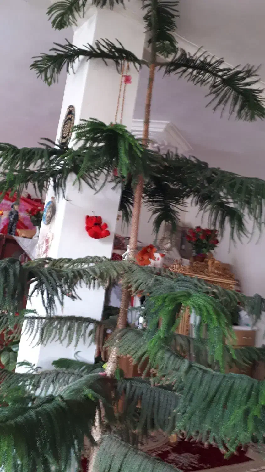 دوتاگل یکی مطبخ ویکی بنجامین هرکدام چهارمیلیون|گل و گیاه طبیعی|میاندوآب, |دیوار