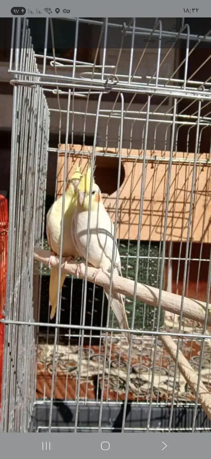 فروش یکجا عروس ومرغ عشق|پرنده|تهران, خرمشهر|دیوار