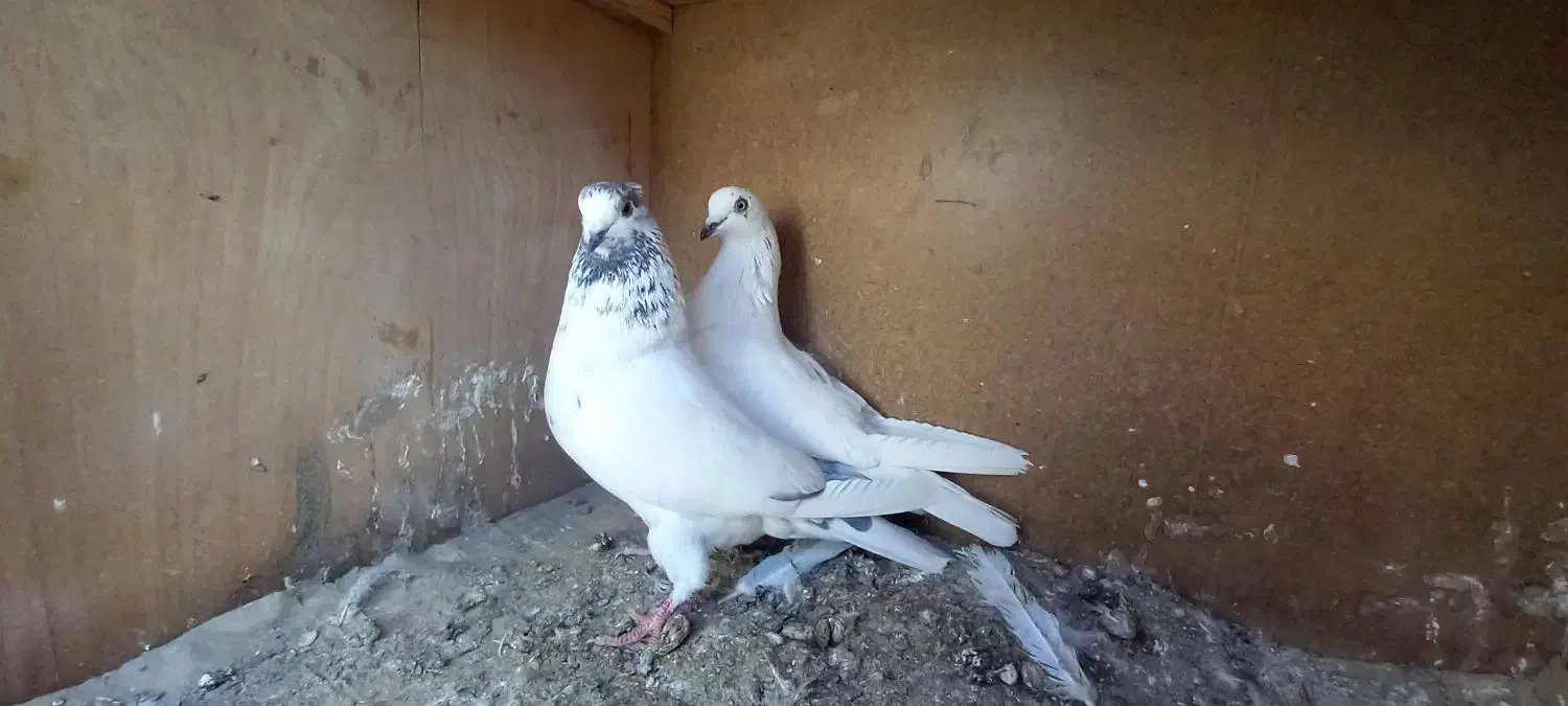 کبوتر کفتر کله دم سبز کاشونی|پرنده|فلاورجان, |دیوار