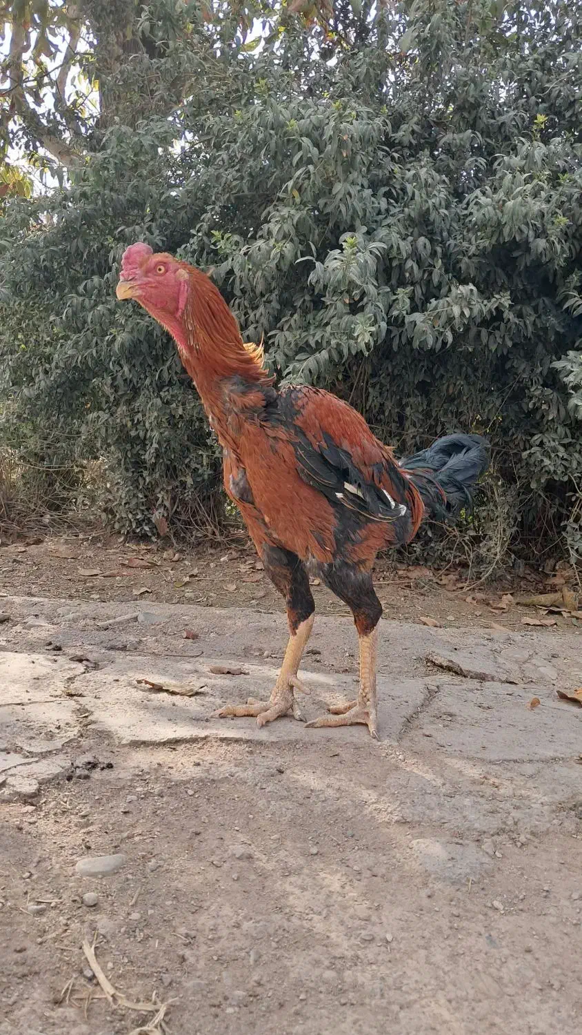 مرغ و خروس لاری|حیوانات مزرعه|پیشوا, |دیوار