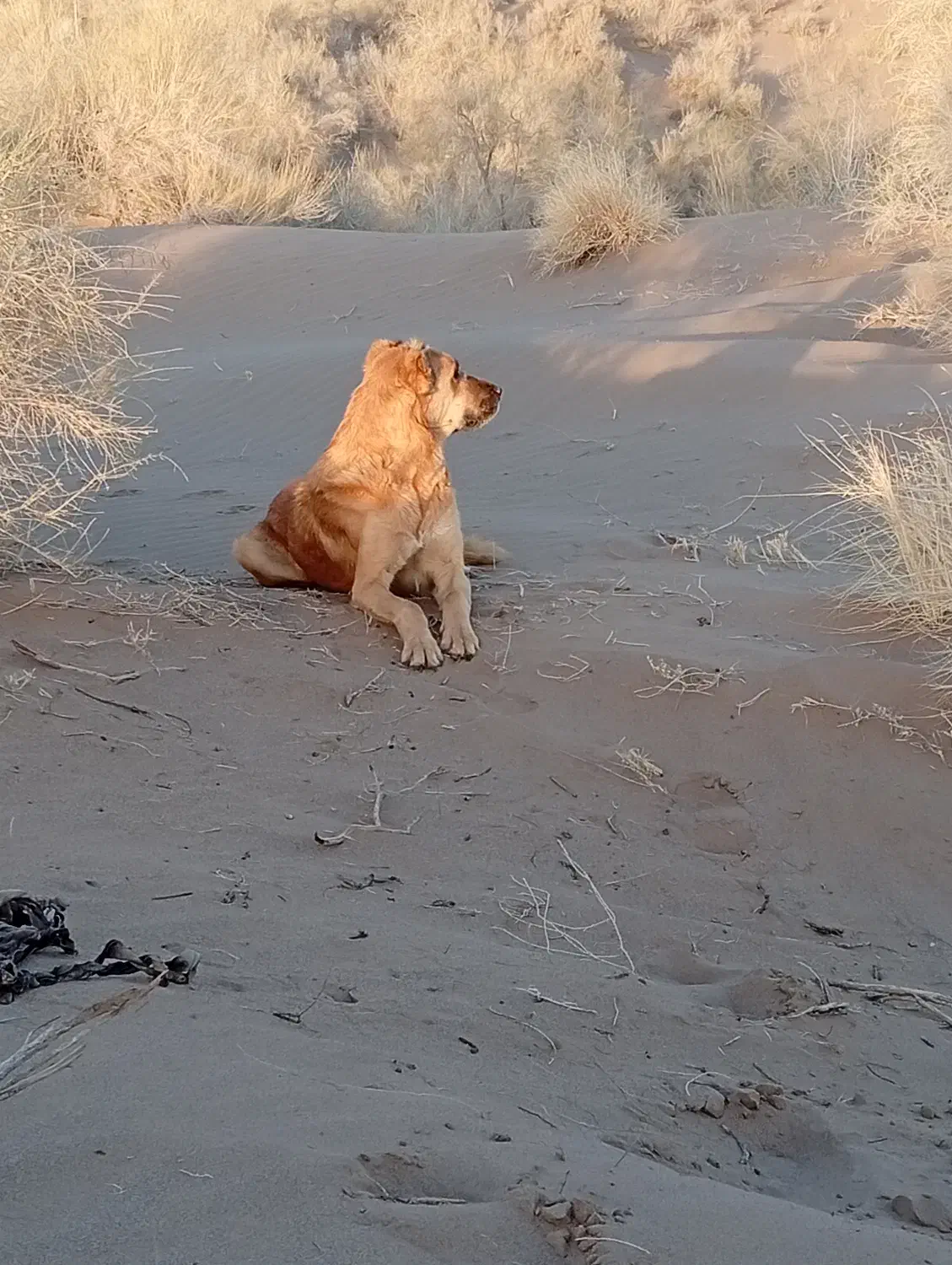 رمگی به شرط گرگ|سگ|زیرکوه, |دیوار