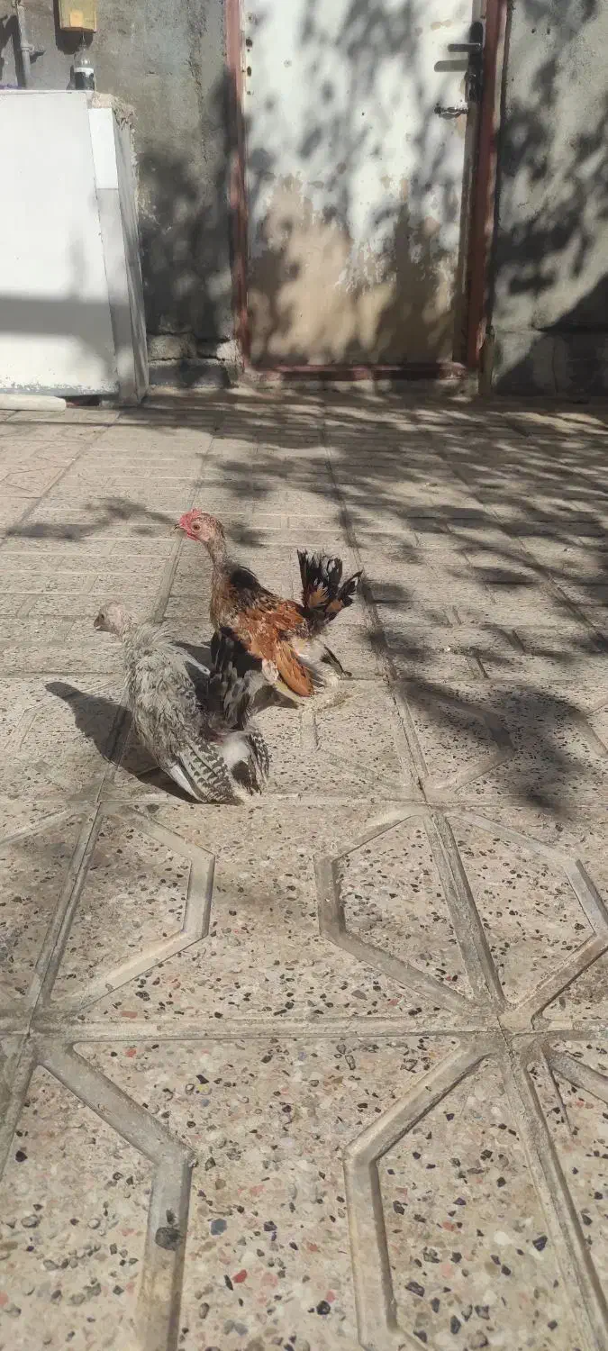 نیمچه جاپنیز زینتی منیاتوری|حیوانات مزرعه|مشهد, ویلاشهر|دیوار