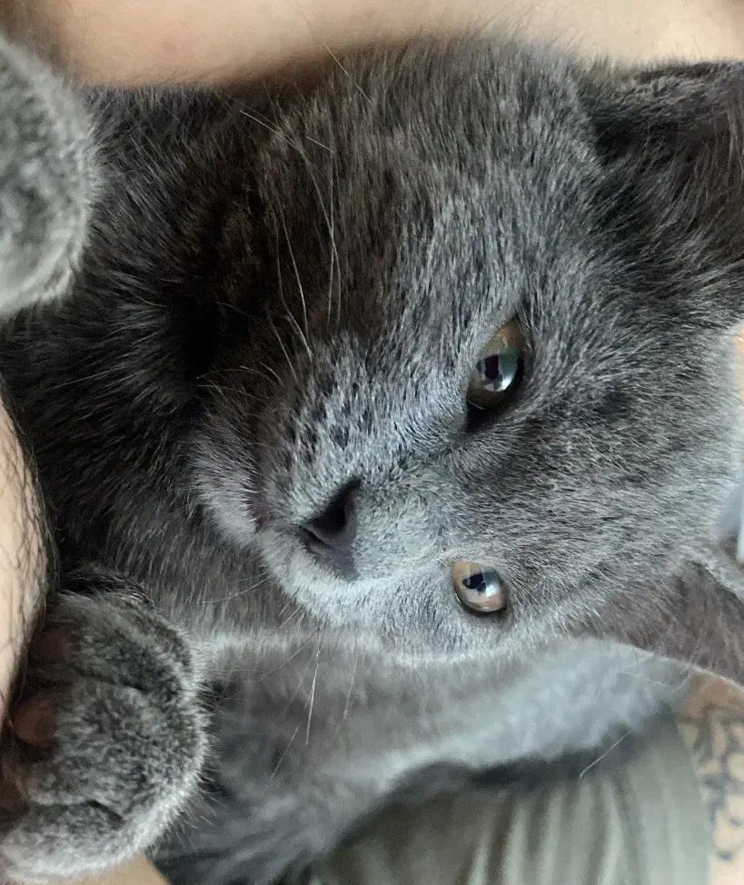 بچه گربه اسکاتیش|گربه|سبزوار, کوی بهار|دیوار