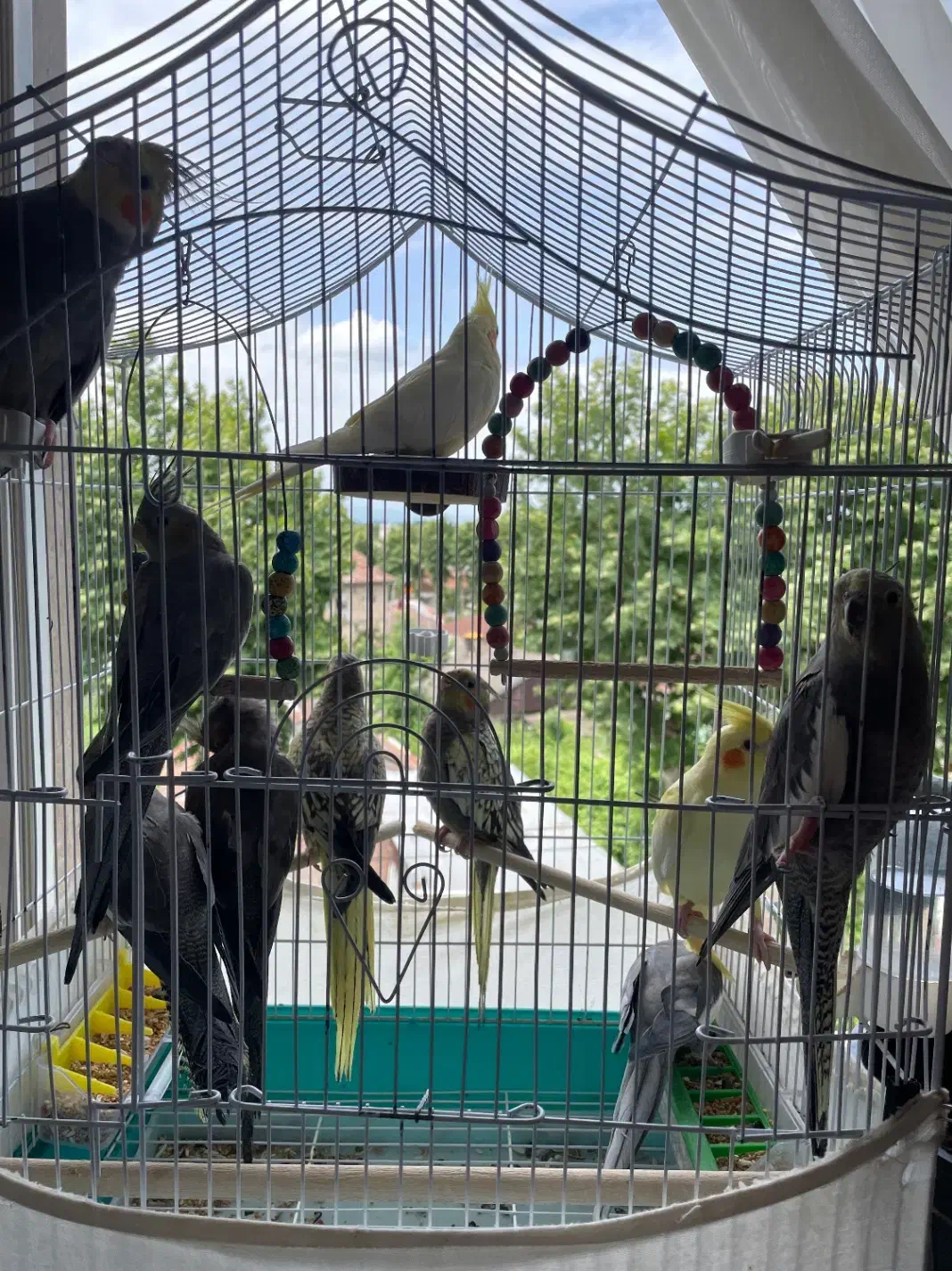 عروس هلندی نر و ماده رام و دستی|پرنده|فومن, |دیوار