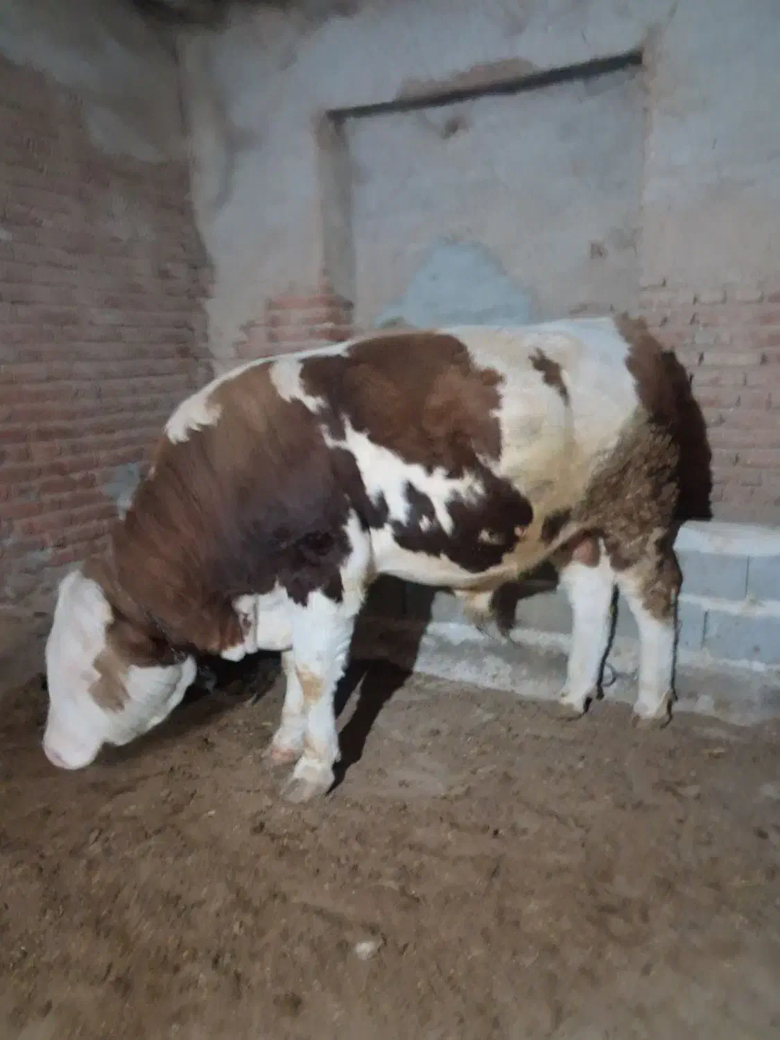 توافقی|حیوانات مزرعه|بناب, |دیوار