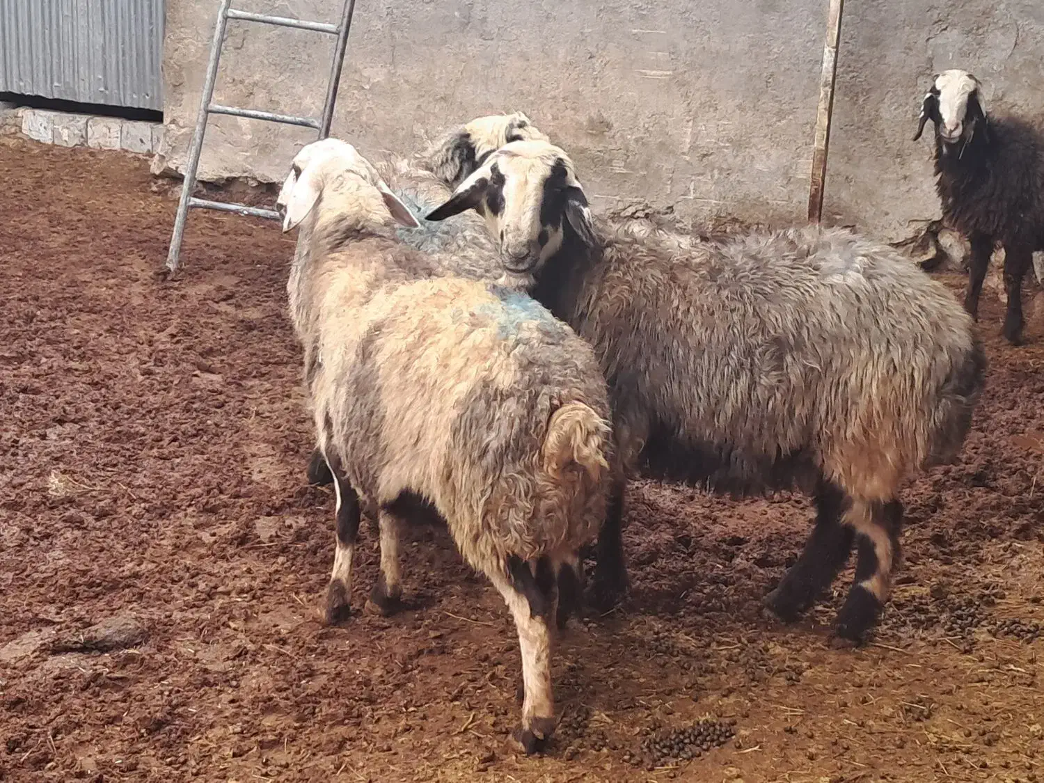 ۳راس میش وشیشک آبستن|حیوانات مزرعه|وردشت, |دیوار