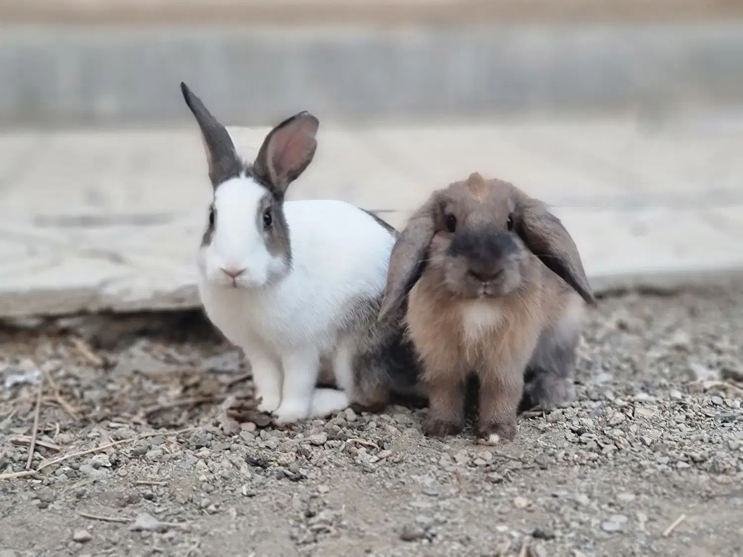 خرگوش|موش و خرگوش|خمین, |دیوار