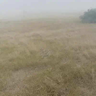 زمین زراعی|فروش دفتر صنعتی، کشاورزی، تجاری|بسطام, |دیوار