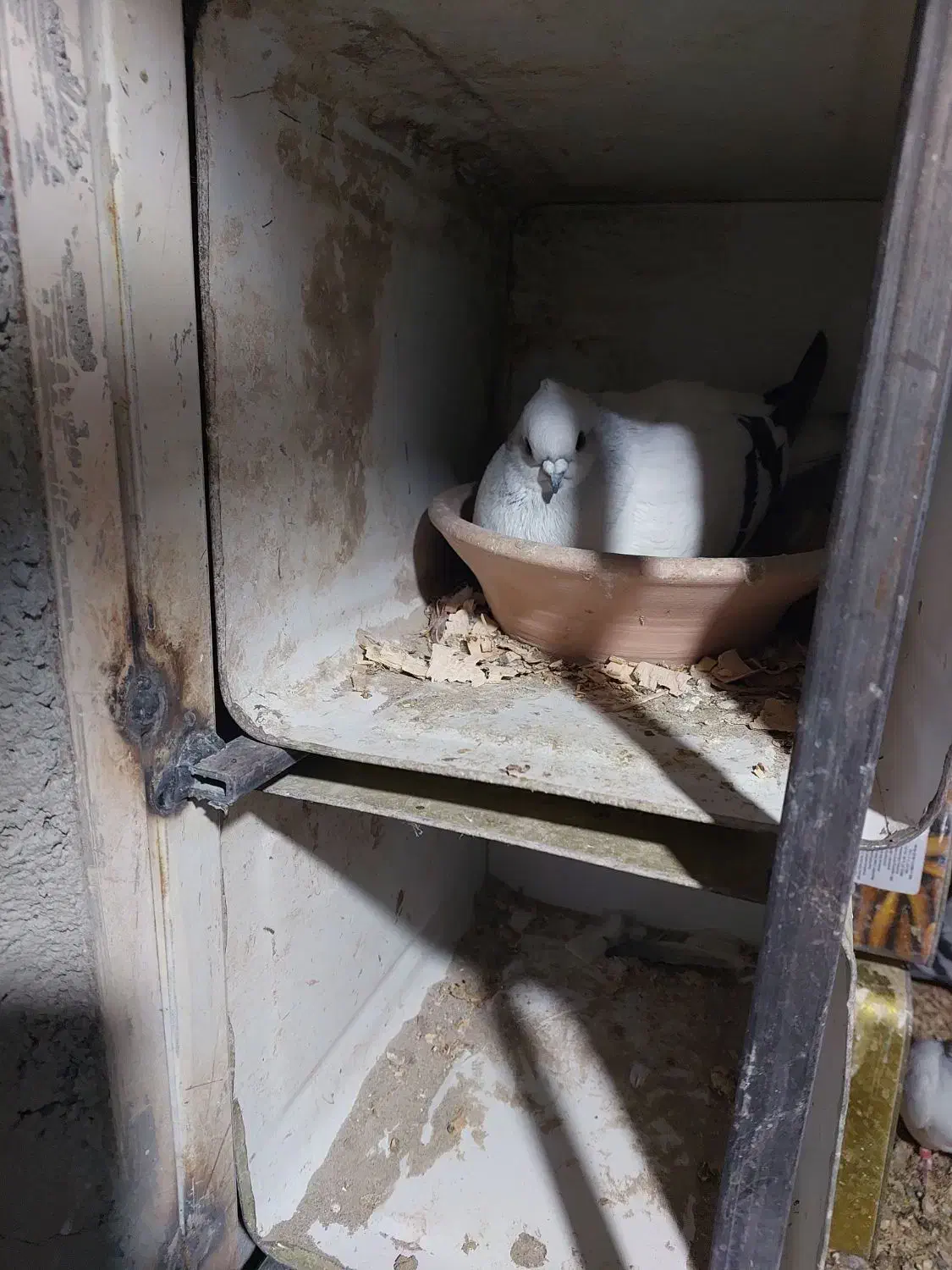 شامی|پرنده|مبارکه, |دیوار