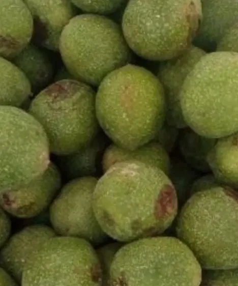 گردو و بادام|خوردنی و آشامیدنی|تهران, شهرآرا|دیوار