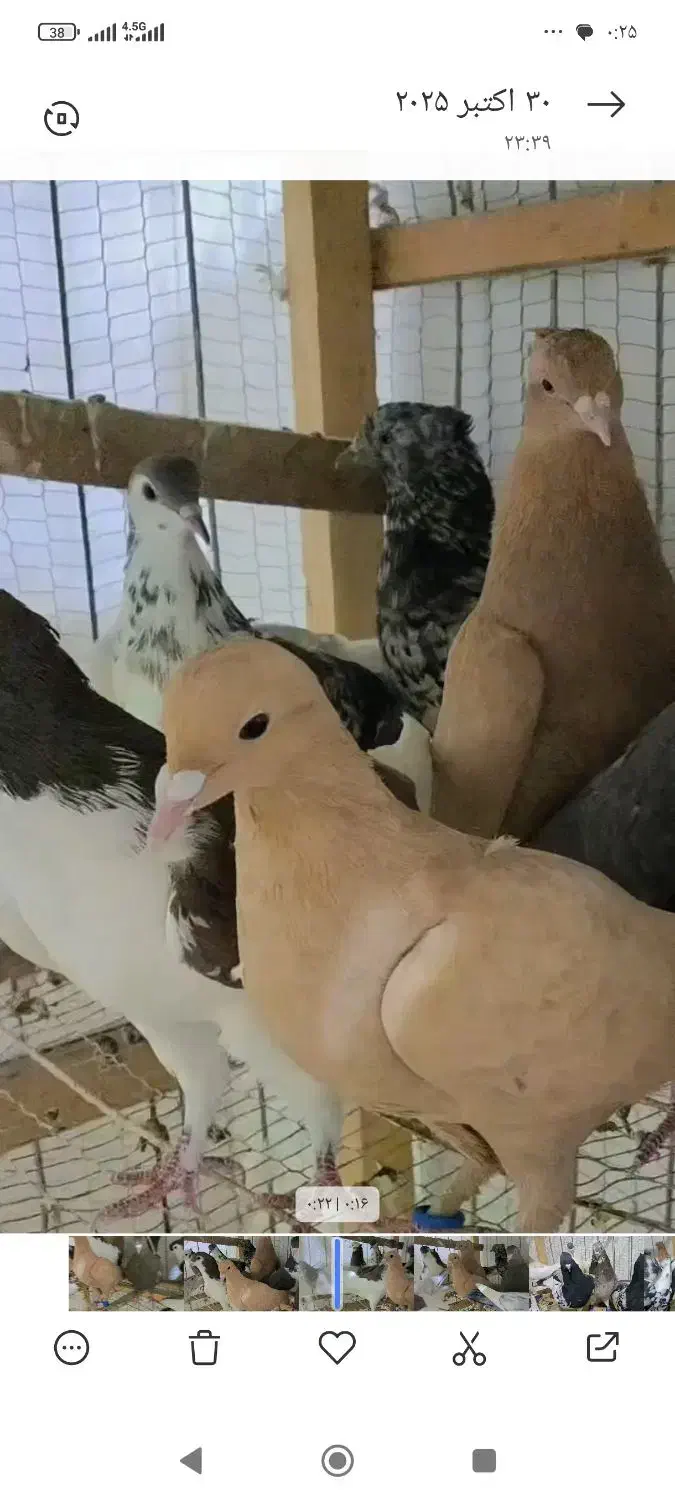 حیون زدوخوری چپ زرد کله سینه|پرنده|مشهد, سازمان آب|دیوار