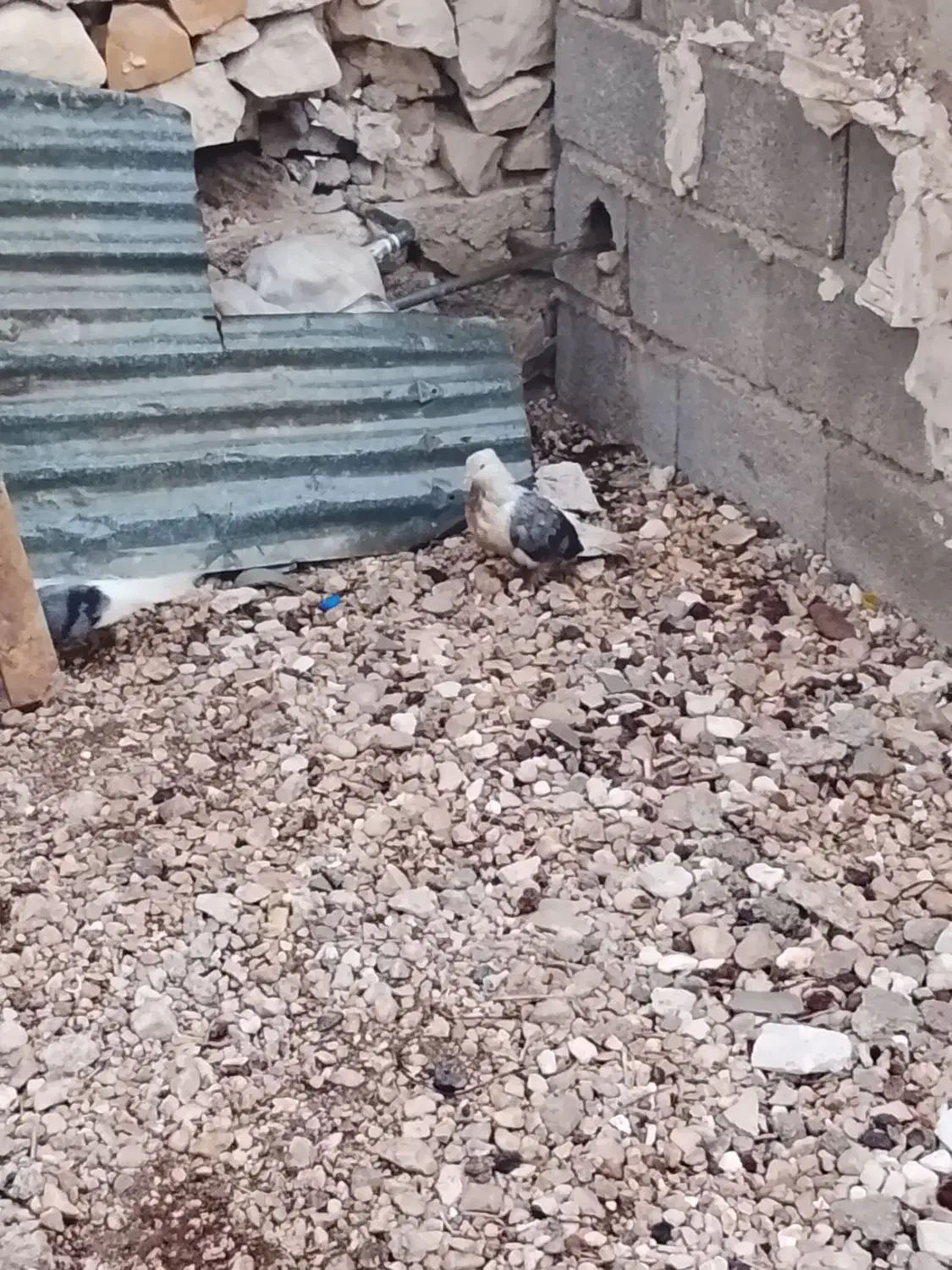 کبوتر دوکت|پرنده|خورموج, |دیوار