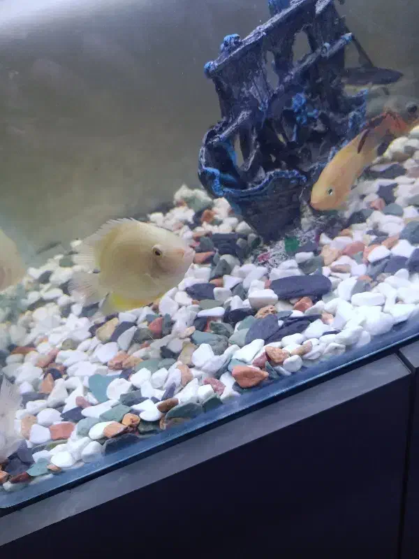 فروش آکواریوم 56سانت مدل شیشه خم با ماهی|ماهی|کرمانشاه, |دیوار