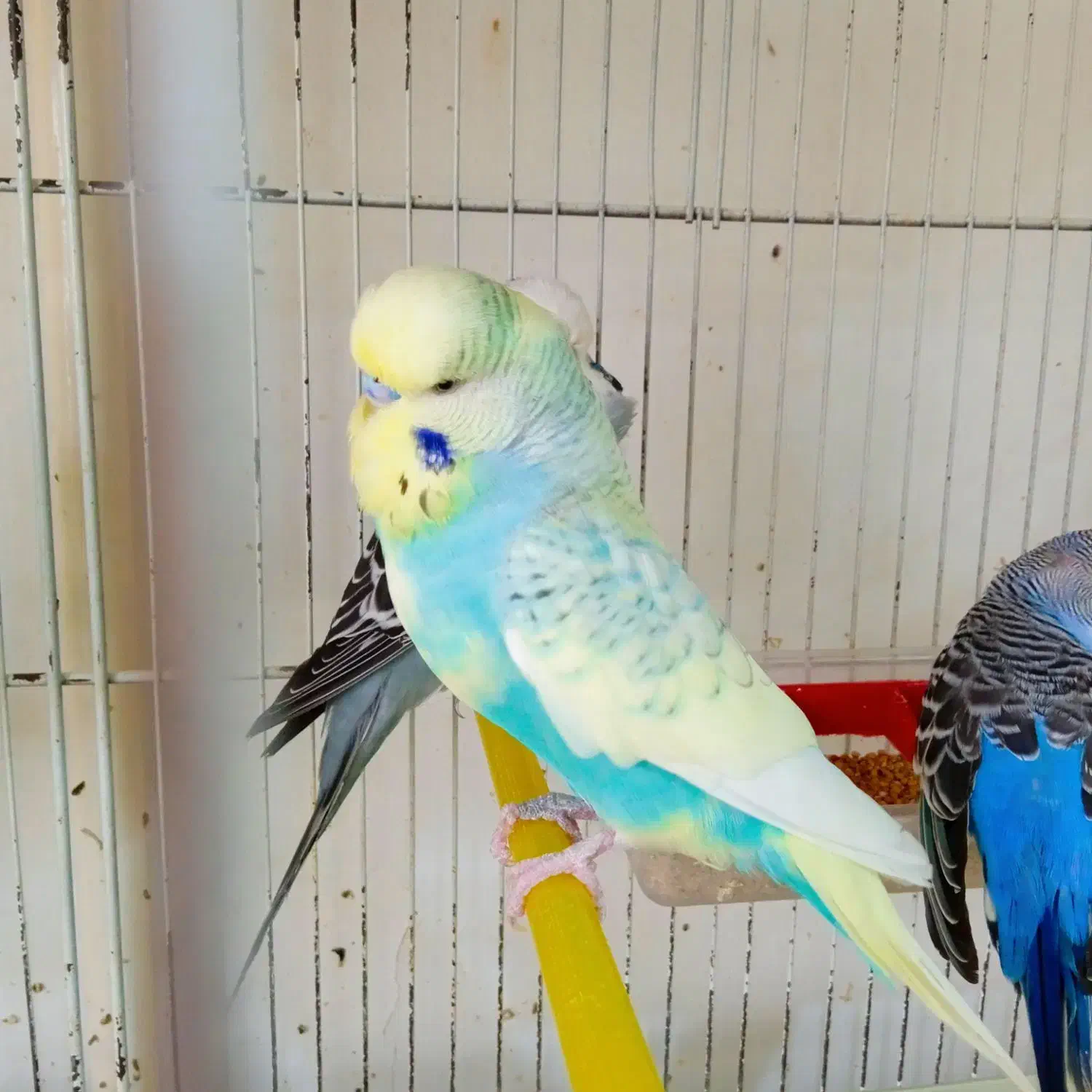 مرغ عشق انگلیسی گرید a|پرنده|الوند, |دیوار