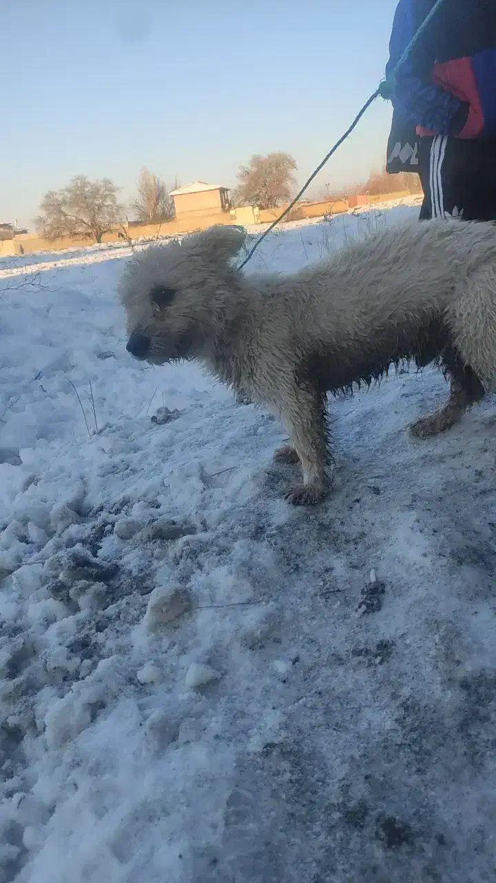 سگ پاکوتاه|سگ|مشهد, شهید بصیر|دیوار