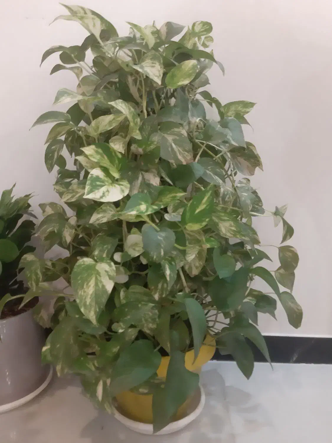 دو عدد پتوس ابلق و ساده پر قیمت دونه ای ۱۲۵۰|گل و گیاه طبیعی|نسیم‌شهر, |دیوار