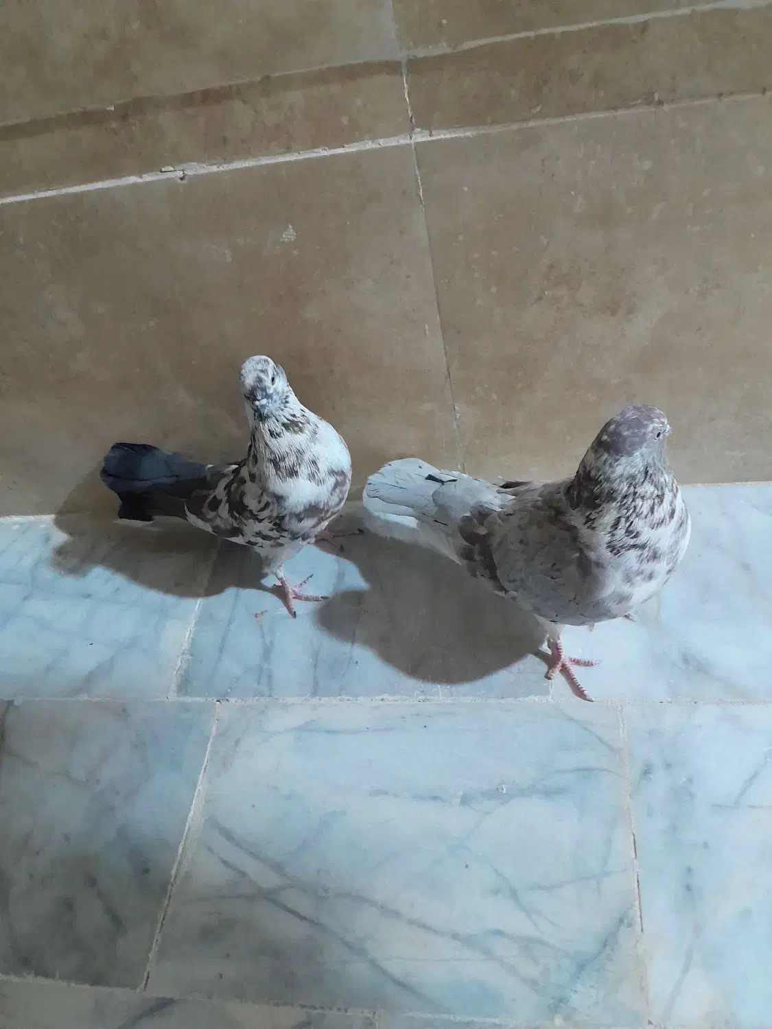 جفت نرماده نسل قدیم|پرنده|زابل, |دیوار
