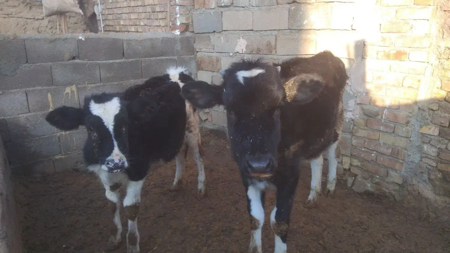 گوساله|حیوانات مزرعه|نیشابور, مازول|دیوار