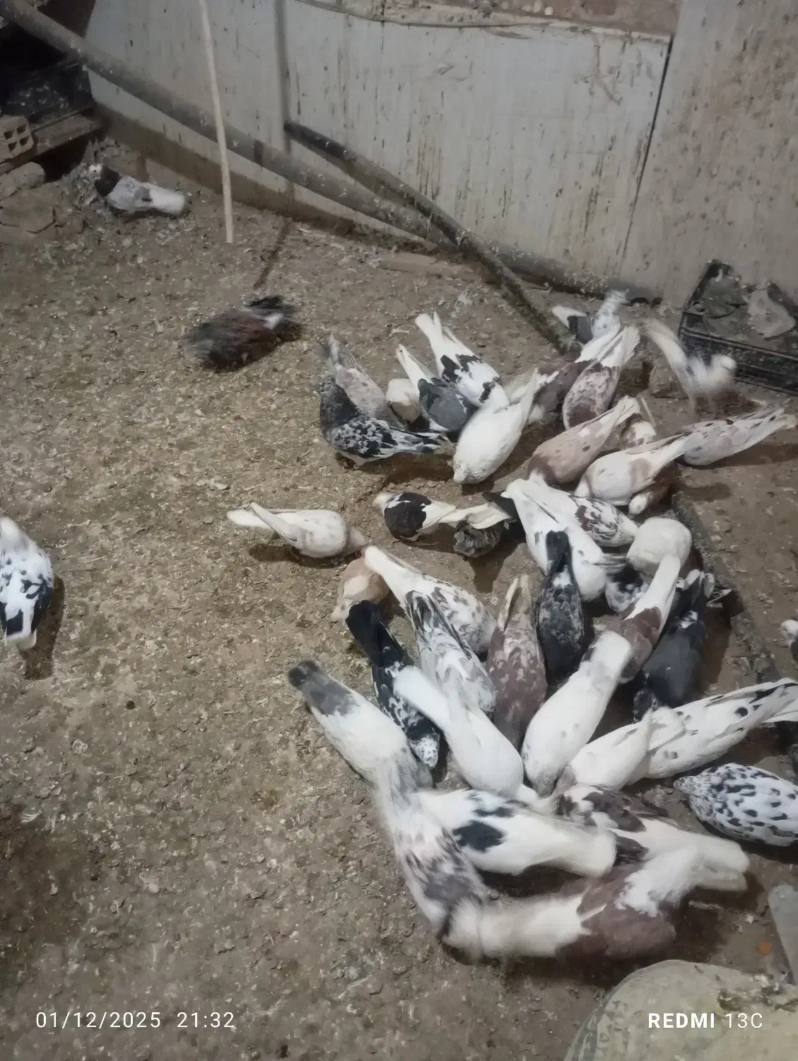 کفتر تهرانی|پرنده|بومهن, |دیوار