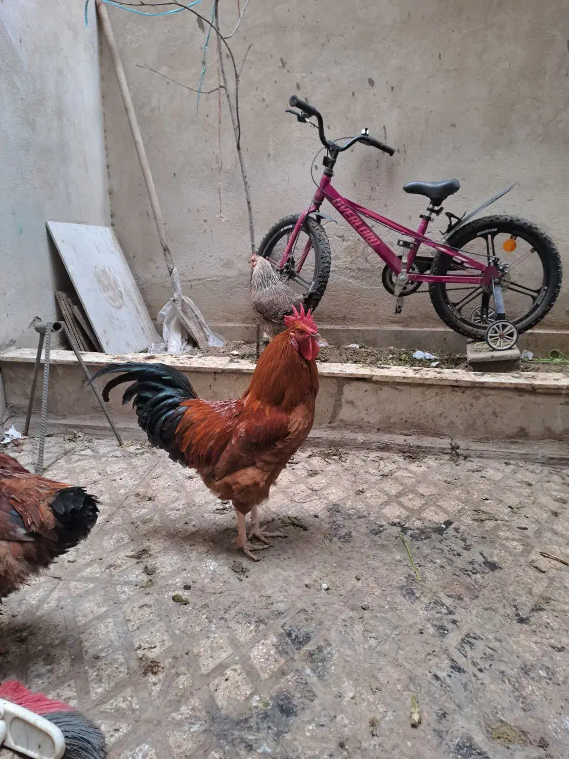 خروس|حیوانات مزرعه|تهران, صفا|دیوار