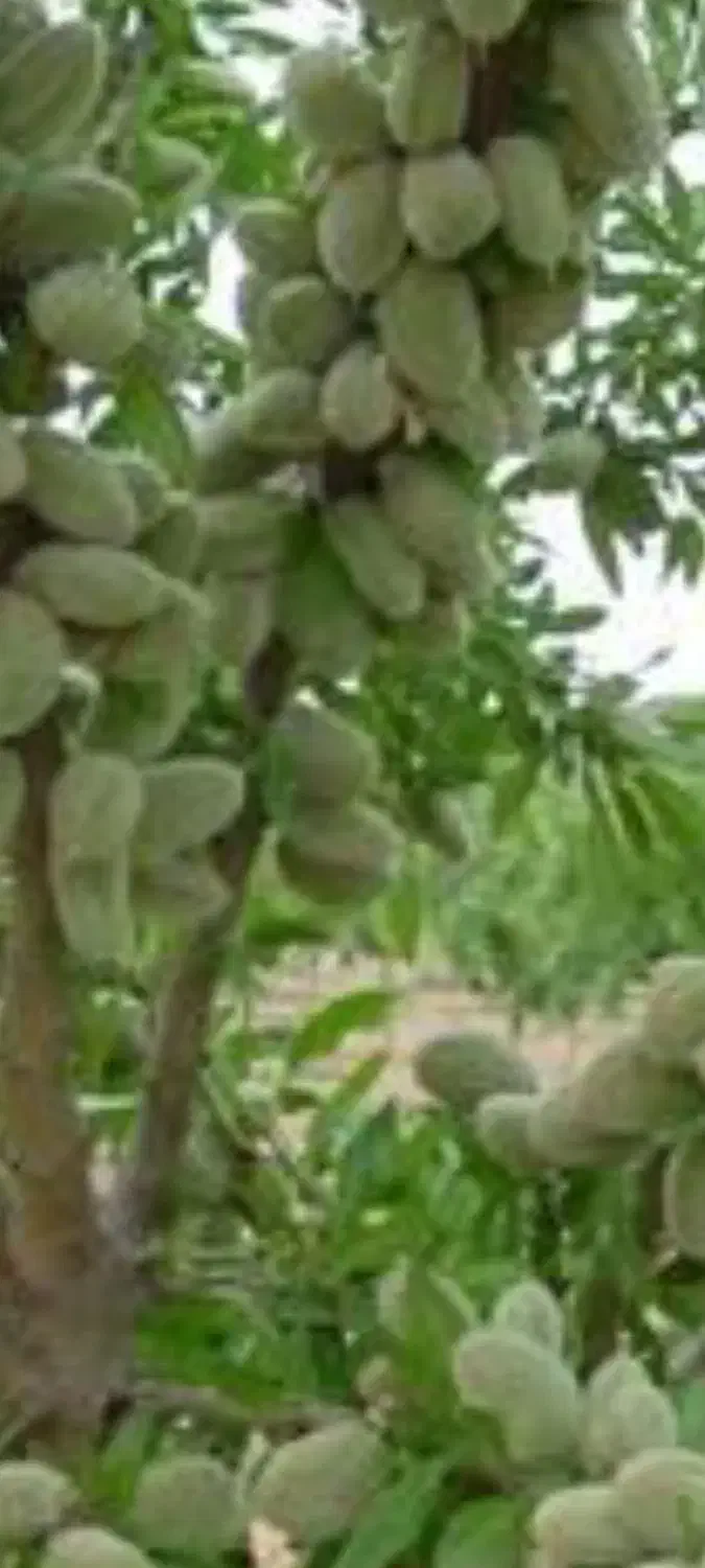 فروش باغ بادام۱۰۰۰۰ متر|فروش زمین و ملک کلنگی|انزل, |دیوار