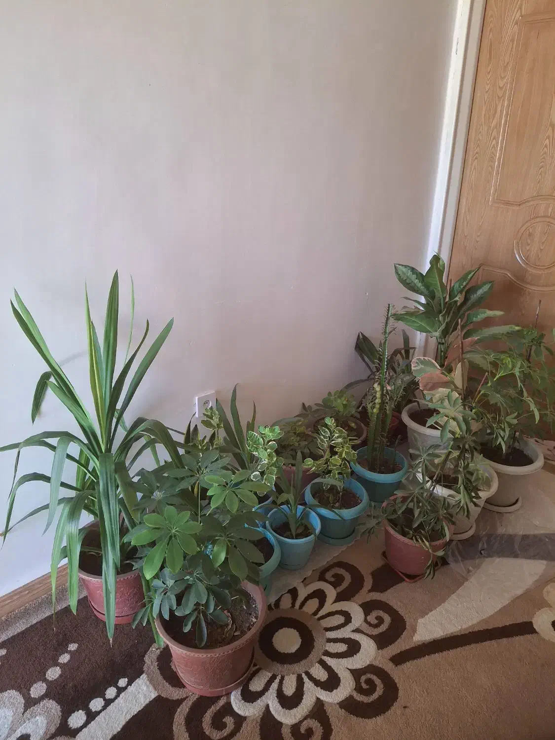 گل وگیاه طبیعی|گل و گیاه طبیعی|یاسوج, |دیوار