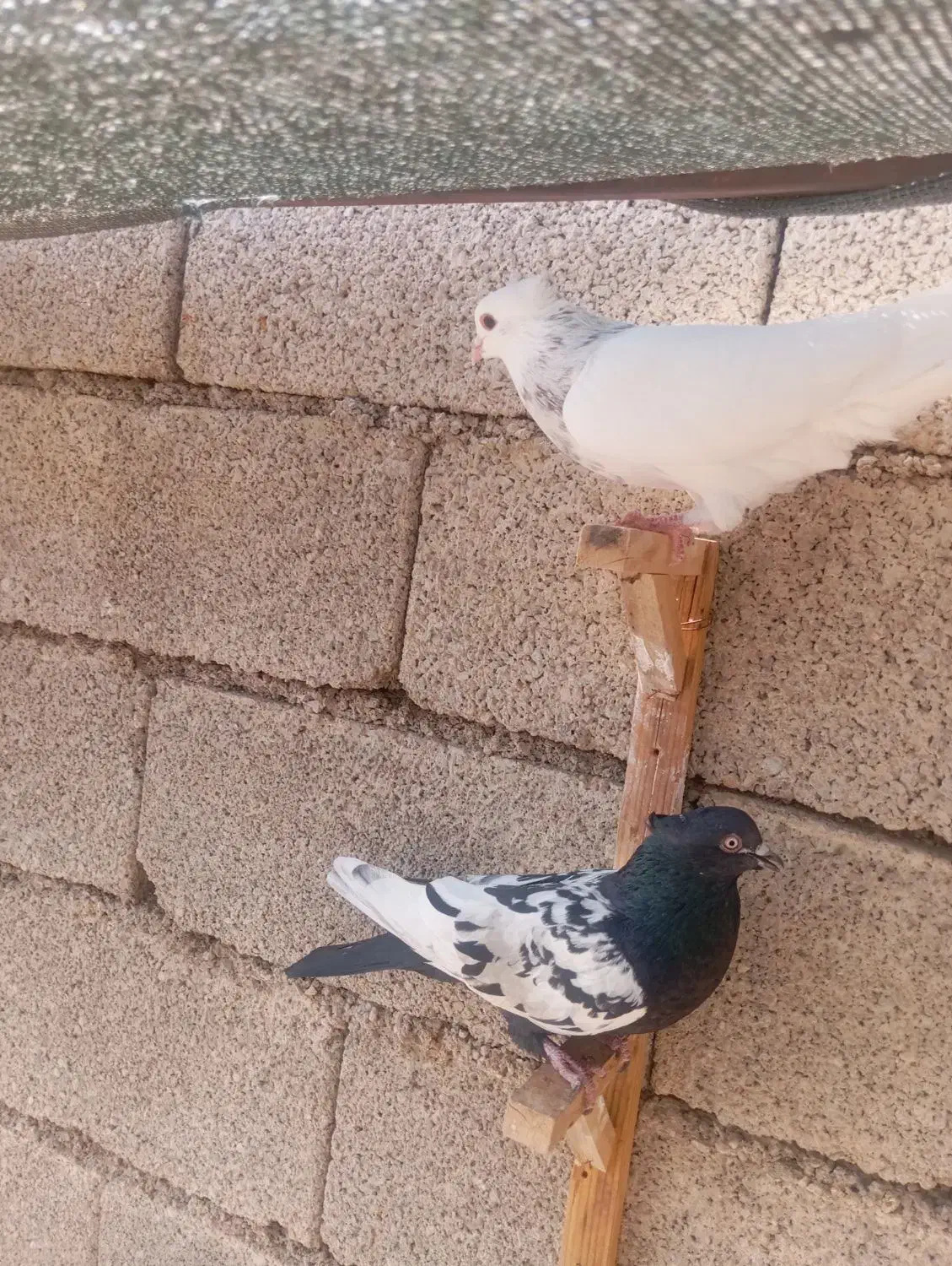 فروش کبوتر|پرنده|برازجان, |دیوار