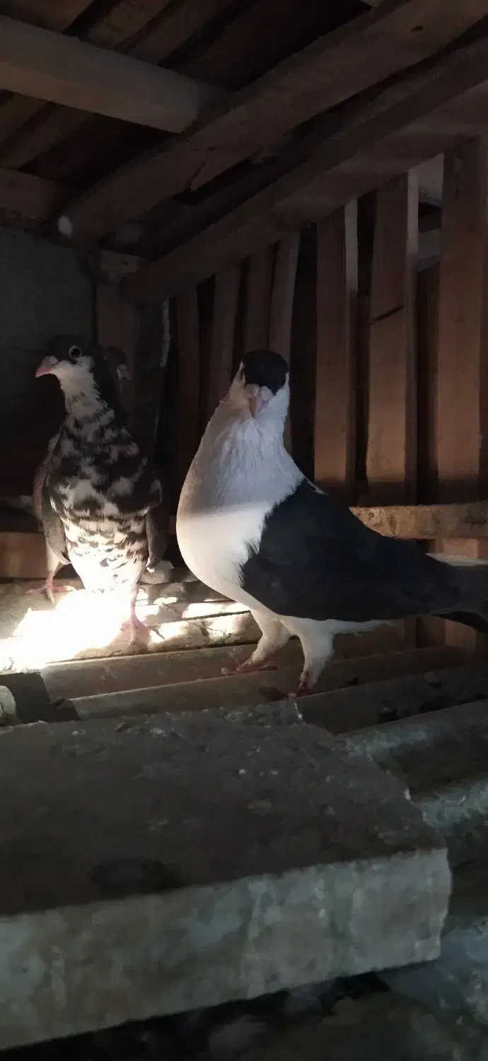 کبوتر رنگ|پرنده|سراوان, |دیوار