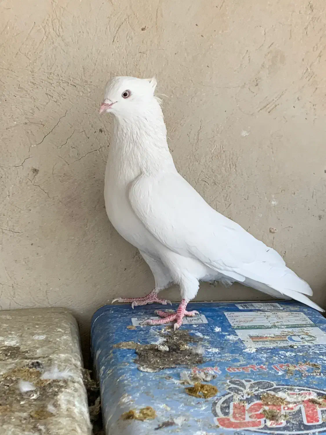 دوتانر نوک ریز|پرنده|پیر بکران, |دیوار