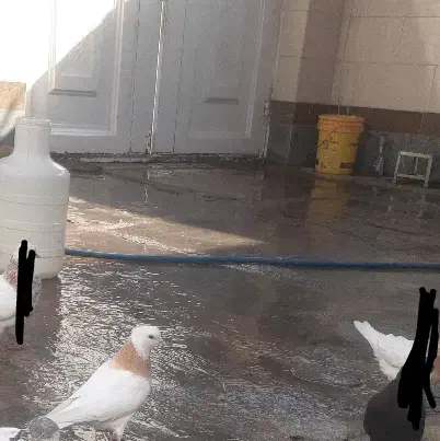 دوتا طوق زرد ماده و ی جوجه تهرانی ابلغ|پرنده|امیدیه, |دیوار