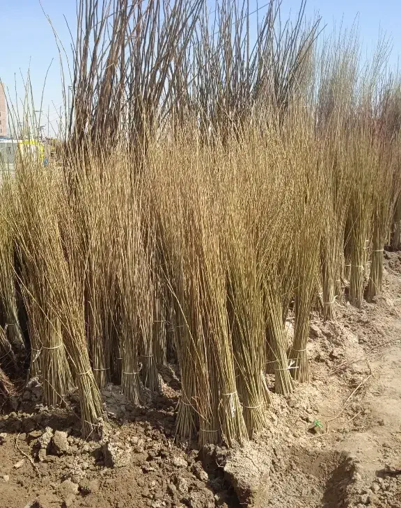 استخدام|استخدام بازاریابی و فروش|میاندوآب, |دیوار