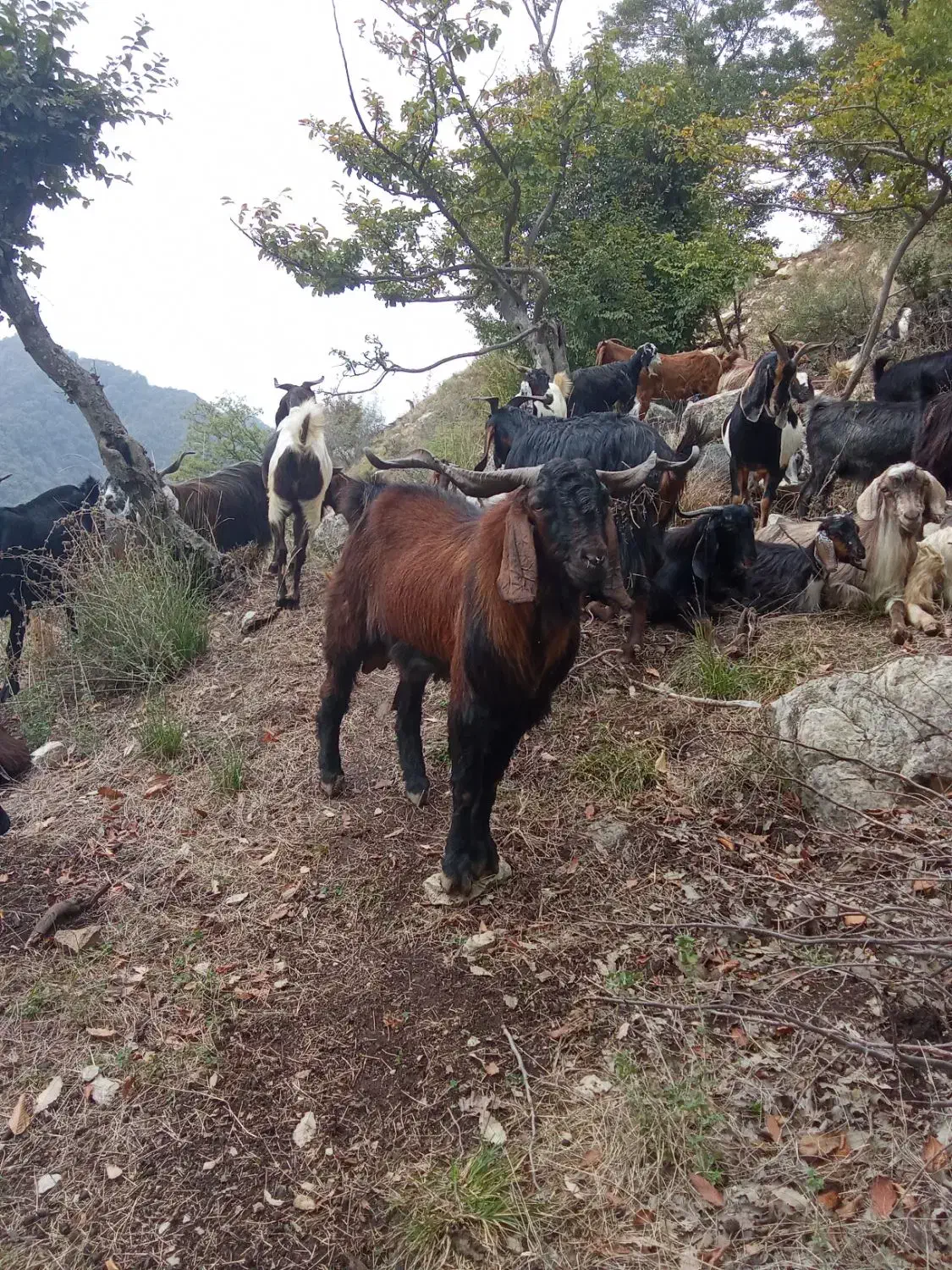 بز نر|حیوانات مزرعه|مینودشت, |دیوار